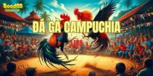 Đá Gà Trực Tiếp Campuchia - Sới Kê Chất Lượng Nhất 2024