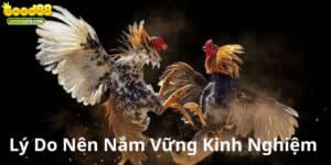 Kinh nghiệm đá gà đẳng cấp như sư kê lão luyện năm 2024