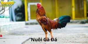 Hướng dẫn nuôi gà đá không bị hốc chuẩn xác nhất năm 2024